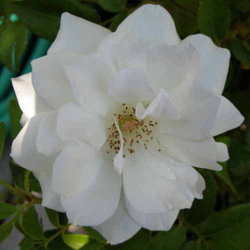 Gärtnerei - Rosa White Swan - weiß - teehybriden-edelrosen - diskret duftend - Hendrikus Antonie Maria Verschuren-Pechtold - Als Schnittrose geeignet, aber nicht als Beetrose,schlank wachsend.